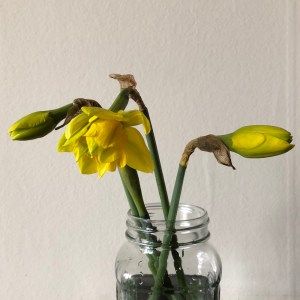 Daffodils in a jar
