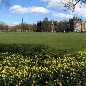 Daffodils, grass and blue sky
