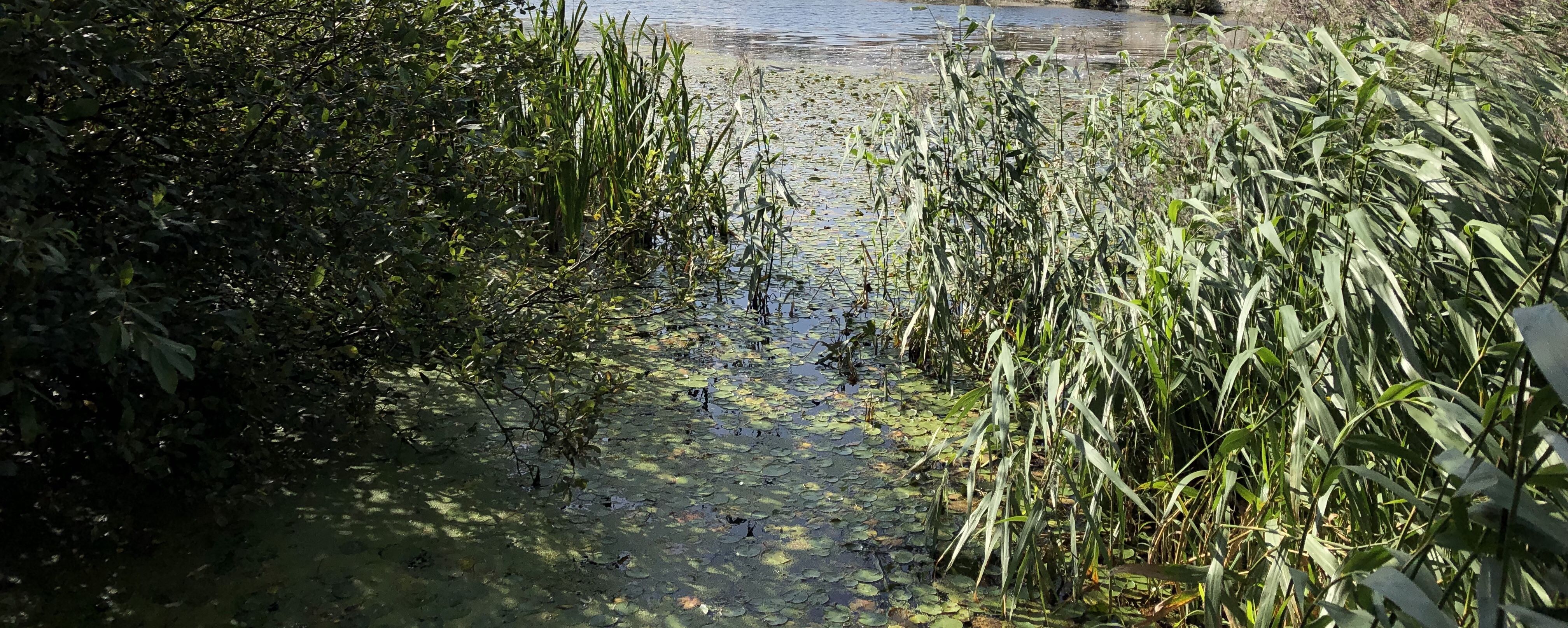 Water with lily pads, and lots of other plants growing in it. 